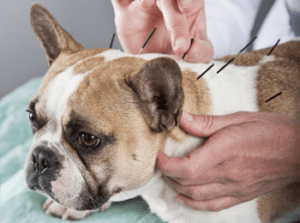 Mohawk Alley Animal Hospital