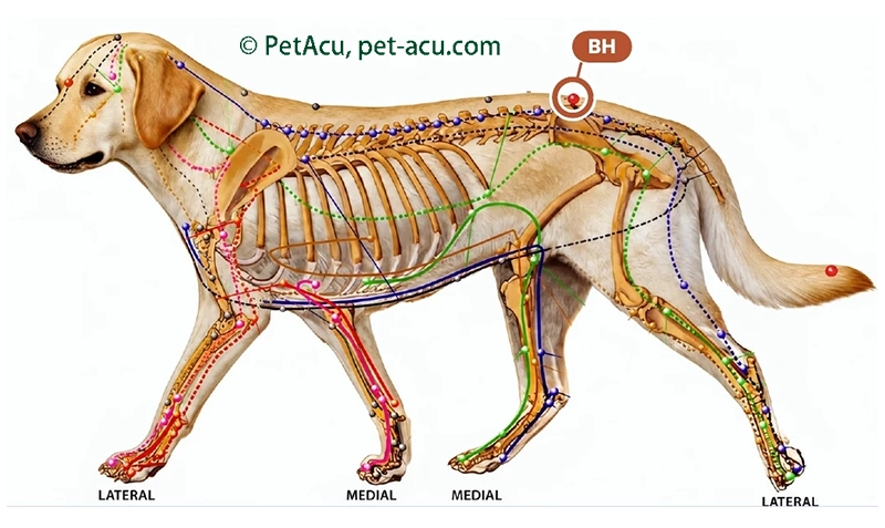 Bai Hui (百会) dog acupuncture point card showing its location on a canine meridian chart