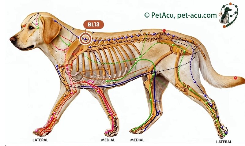 BL13 Fei Shu (肺俞) Dog Acupuncture Point Card BL13 Fei Shu (肺俞) dog acupuncture point card showing its location on a canine meridian chart