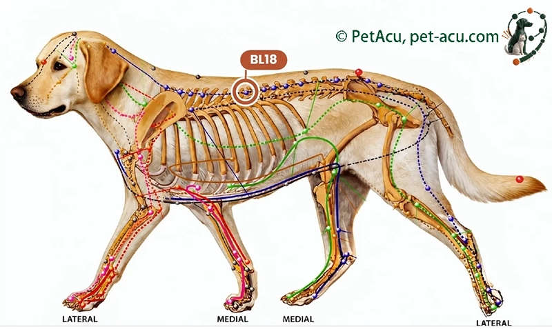 BL18 Gan Shu (肝俞) dog acupuncture point card showing its location on a canine meridian chart