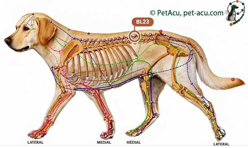 BL23 Shen Shu (肾俞) Dog Acupuncture Point Card BL23 Shen Shu (肾俞) dog acupuncture point card showing its location on a canine meridian chart