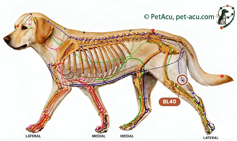 BL40 Wei Zhong (委中) dog acupuncture point card showing its location on a canine meridian chart