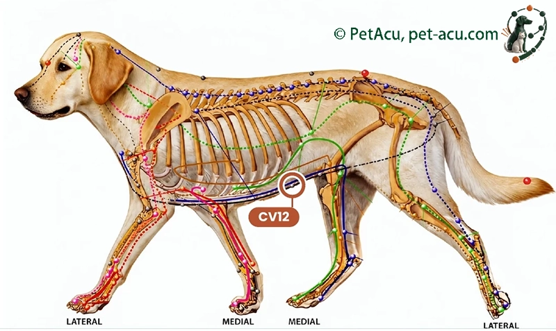 CV12 Zhong Wan (中脘) dog acupuncture point card showing its location on a canine meridian chart