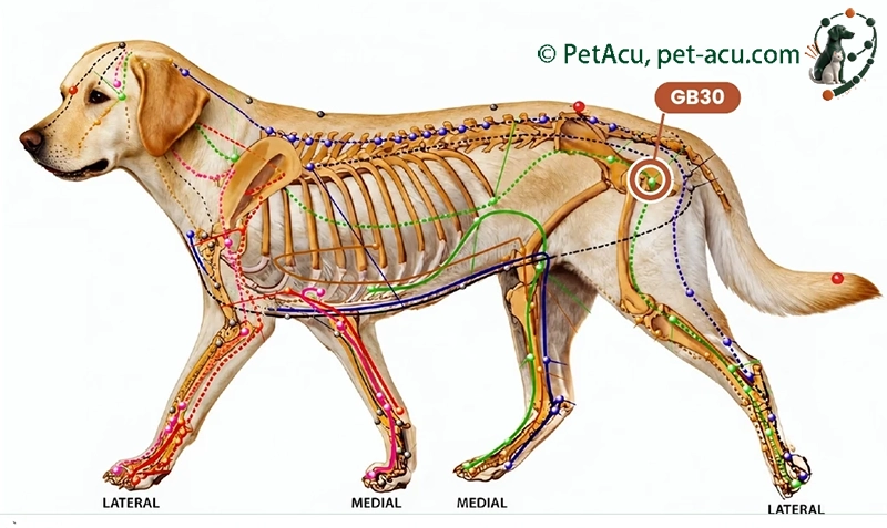 GB30 Huan Tiao (环跳) Dog Acupuncture Point Card GB30 Huan Tiao (环跳) dog acupuncture point card showing its location on a canine meridian chart