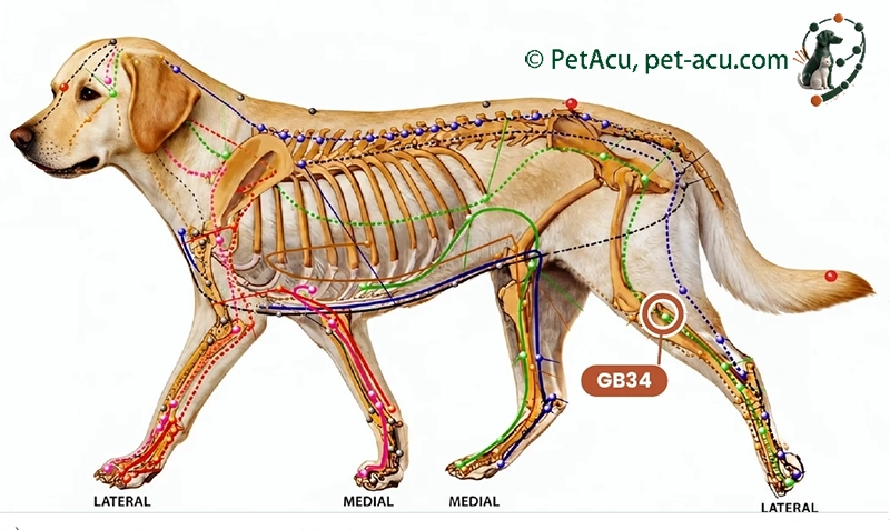 GB34 Yang Ling Quan (阳陵泉) dog acupuncture point card showing its location on a canine meridian chart