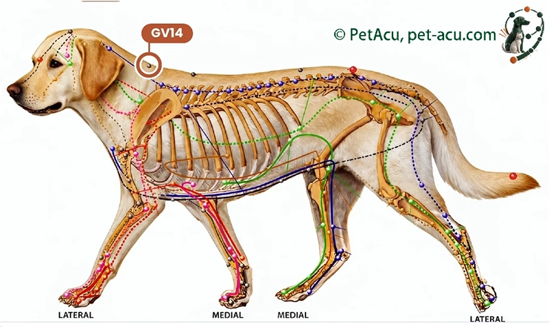 GV14 Da Zhui (大椎) Dog Acupuncture Point Card GV14 Da Zhui (大椎) dog acupuncture point card showing its location on a canine meridian chart