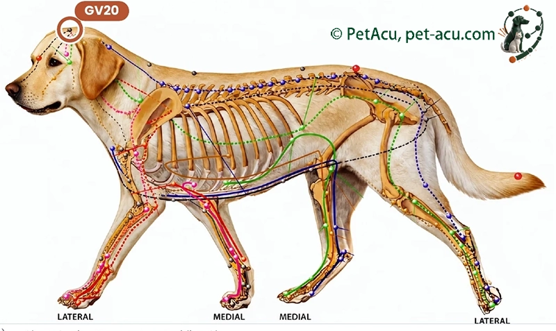 GV20 Bai Hui (百会) dog acupuncture point card showing its location on a canine meridian chart