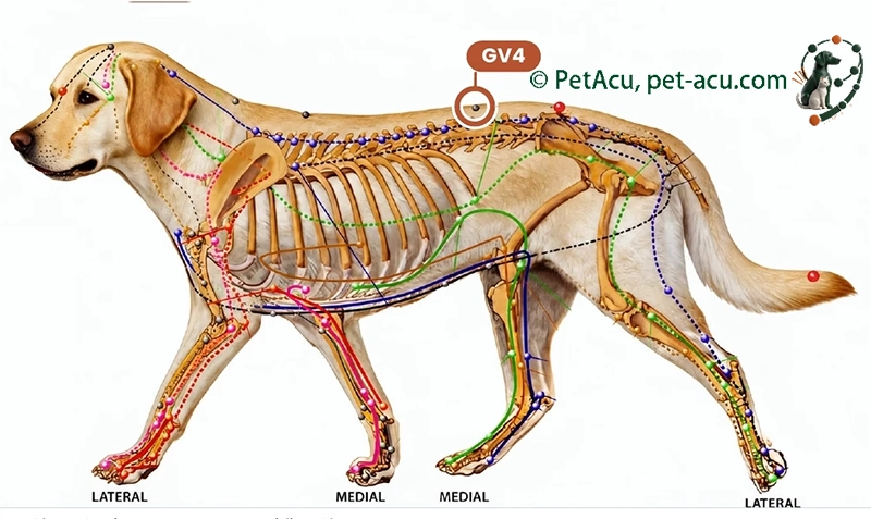 GV4 Ming Men (命门) dog acupuncture point card showing its location on a canine meridian chart
