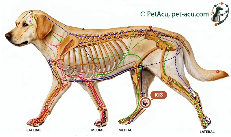 KI3 Tai Xi (太溪) dog acupuncture point card showing its location on a canine meridian chart