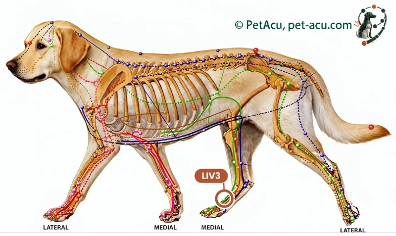LIV3 Tai Chong (太冲) Dog Acupuncture Point Card LIV3 Tai Chong (太冲) dog acupuncture point card showing its location on a canine meridian chart