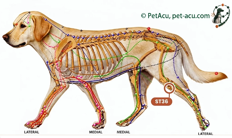 ST36 Zu San Li (足三里) dog acupuncture point card showing its location on a canine meridian chart