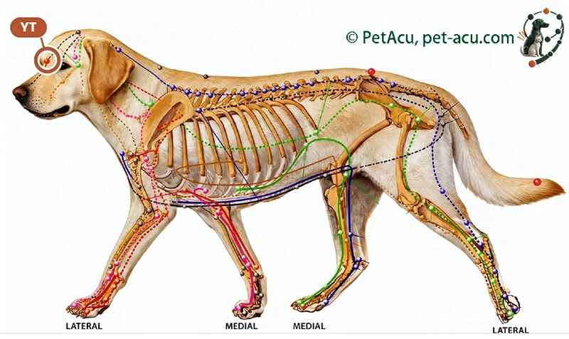 Yin Tang (印堂) dog acupuncture point card showing its location on a canine meridian chart